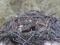 74-osprey_nest-three_10-week_old_juveniles_laying_down-ranger_said_should_start_flying_in_few_days