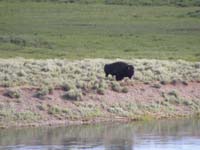 91-bison_by_Yellowstone_River_as_we_leave_the_park