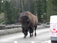 97-how_does_a_bison_cross_the_river-just_like_everyone_else-use_the_bridge