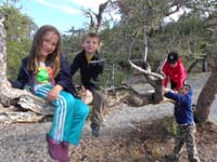 06-kids_on_the_tree_limp