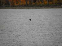 46-spotted_a_bald_eagle_in_flight