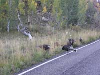 04-wild_turkeys_crossing_the_road