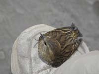 094-while_waiting_two_hours_for_Henry_to_finish_peak-amazing_thing_occurred-this_bird_landed_on_my_foot
