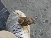 096-very_neat_amazing_event-no_other_people,animals,or_birds_around