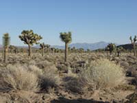 104-healthy_Joshua_Tree_grove