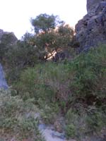 117-amazing_lush_environment_completely_opposite_of_the_driest_part_of_Mohave_Desert