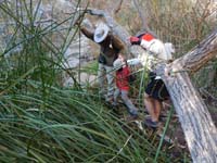 120e-Daddy_and_Peppe_helping_Kenny_traverse_downed_trees_to_cross_stream-from_Henry