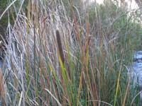 130-amazing_to_find_cattails_in_the_middle_of_the_desert