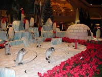 15-next_activity_of_night-visit_conservatory_at_Bellagio