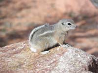 16-ground_squirrel-Kenny_was_enamored_watching_it_roam_around