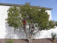 48-Kenny_and_his_friends_climb_a_tree_in_the_common_area_of_our_community