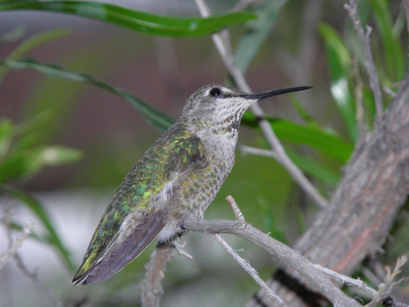 094-black-chinned_hummingbird