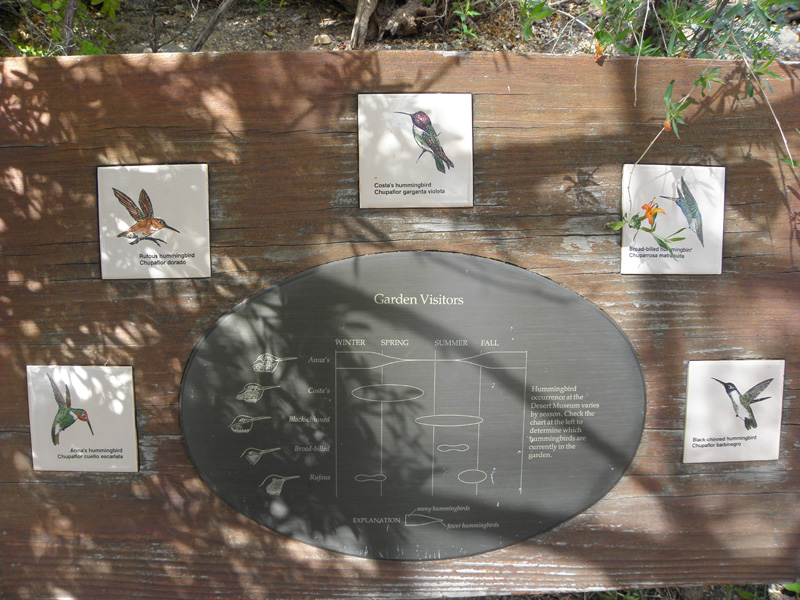 096-hummingbird_garden_visitors