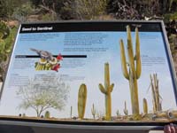 004-interpretive_sign-growth_info_of_Saguaro