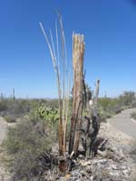 016-the_internal_so_called_woody_ribs_of_an_old_dead_saguaro