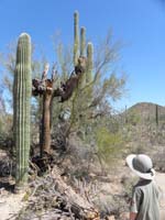 018-Kenny_with_saguaro_at_different_stages-young,dead,old