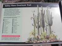 019-interpretive_sign-plants_and_animals_living_among_the_saguaro
