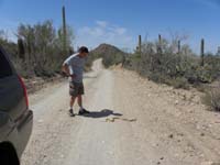 031-further_along_dirt_road_(Golden_Gate_Road)_almost_ran_over_a_Bull_snake-Daddy_gave_it_a_nudge_off_the_road