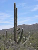 038-we_ate_in_sight_of_a_cactus_hotel