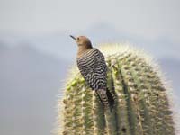 041-Gila_Woodpecker_sitting_on_top_of_saguaro