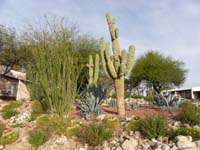 068-Daddy_visited_cactus_hotel_in_the_morning_by_the_parking_lot_to_admire_the_birds