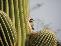 069-sparrow_and_its_home_in_the_cactus_hotel