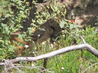 084-zoomed_shot_of_mountain_lion_hiding_in_brush