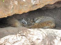 090-sleeping_bobcats