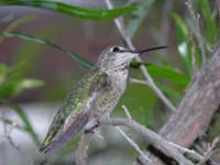 094-black-chinned_hummingbird