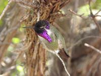 095-costa's_hummingbird