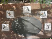 096-hummingbird_garden_visitors