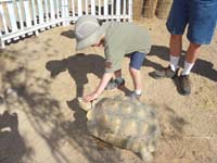 04-Kenny_petting_tortoise's_head-left_front_leg_amputated_due_to_damage_from_wire-note_shell_damage