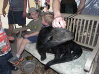 14-bearcat_likes_a_good_pet_on_the_head