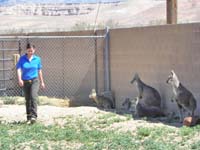 19-guide_with_variety_of_animals_in_the_pen