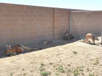 22-group_of_walabies_and_kangaroos-note_the_one_on_the_right-need_to_keep_an_eye_on_him_later