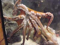 12-octopus_moving_around_the_tank_glass-can't_get_a_clear_picture