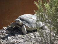 07-female_Desert_Tortoise