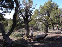 01-baseball-party-now_to_end_the_day_by_camping_in_Mt_Charleston-30_degrees_cooler