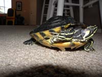 52-Rocky_in_motion-he_liked_the_rough_floor_so_his_molting_shell_pieces_can_rub_off