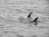 29-boat_came_across_uncommon_Risso's_Dolphins