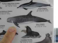 33-Risso's_Dolphins-from_a_chart