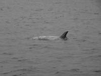 38-crew_went_back_to_see_Risso's_Dolphins_again