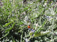 10-found_a_lady_bug_by_the_trail
