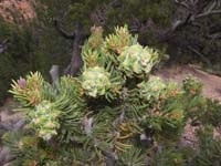 14-interesting_maturing_pine_cones_for_Pinyon_Pine_tree