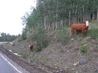 55-lots_of_cows_and_deer_along_road