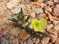 19-found_a_lonely_primrose_just_off_trail
