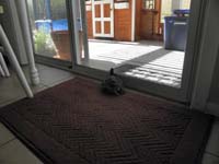 01-Rocky-wondering_if_the_grass_is_greener_on_the_other_side_of_the_glass1