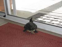 02-Rocky-wondering_if_the_grass_is_greener_on_the_other_side_of_the_glass2