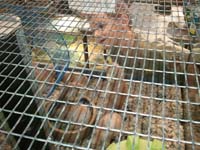01-while_visiting_exotic_pet_store_for_stuff_for_Rocky-Kenny_was_thrilled_to_watch_praire_dogs