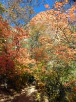 35-fall_colors_along_trail
